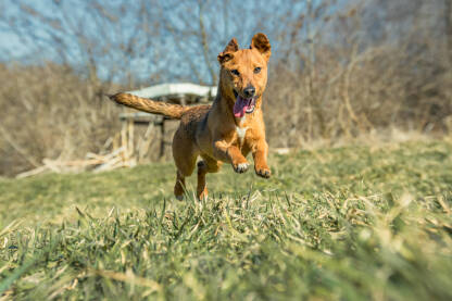 Mali žuti pas na livadi sav sretan
