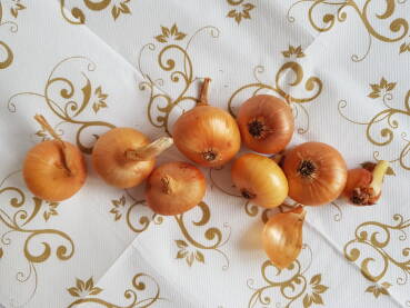 Glavice crvenog luka Crveni luk (lat. Allium cepa) u zlatno - narandžastoj boji, sastavni dio ljudske ishrane vijekovima, bogat antioksidansima, vitaminima i mineralima, čest sastojak salata i drugih jela.