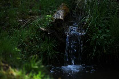 Tekuca voda sa planine Voda tece pored trulog drveta, zelenilo okolo, trava
