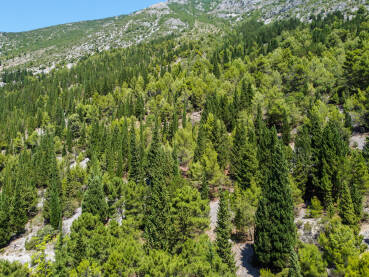 Čempresi, borovi i druga zimzelena drveća na planinskoj padini, snimak dronom. Zimzelena šuma na stjenovitom brdu.