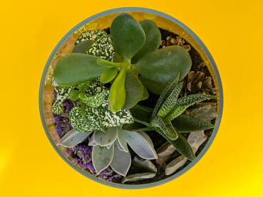 Terarijum sa sukulentima, žuta pozadina Cvijeće posađeno u staklenu posudu. Mali vrt u kući. Krasula (crassula), fitonija (fittonia), aloe vera i čuvarkuća u terariju. Žuta pozadina.