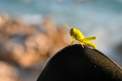 Svijetlozeleni skakavac Skakavac sa morem u pozadini. Zeleni skakavac u prirodi. Insekti.