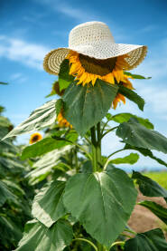 Šešir na glavi suncokreta

Slamnati beli šešir na glavi suncokreta, koncept odmor
