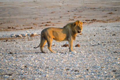 Lavovi u Namibiji Lav u NP Etosha u Namibiji.