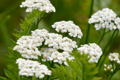Hajdučka trava ili kunica sa zelenom stabljikom. Ljekovito bilje.