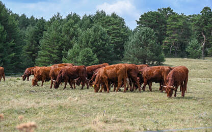Stado krava pase na planini. Grupa smeđih krava pase travu na livadi.