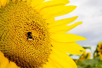 Pčela skuplja polen sa suncokreta