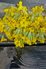 Buket žute biljke Jaglaca na crnom stolu. Jaglac, Primula vulgaris, jagorčevina, jagorčika, jaglika.