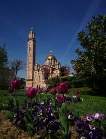 Tulipani i hram Pogled na Hram Hrista Spasitelja kroz polje tulipana.