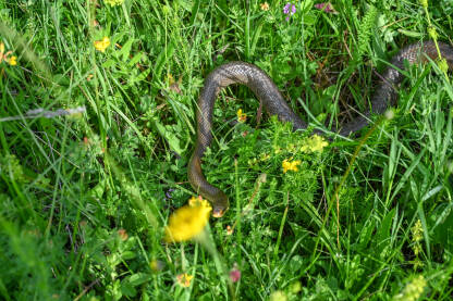 Zmija u travi. Bjelica ili Eskulapova zmija je neotrovna zmija i najveća zmija u Evropi. Zamenis longissimus.
