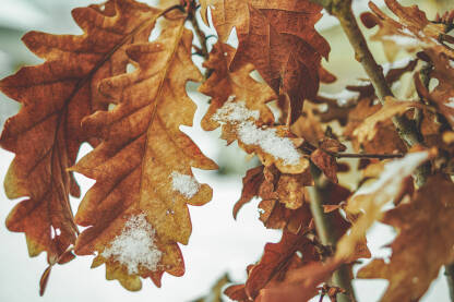 Snijeg na suvom lišću, badnjak, šuma zimi