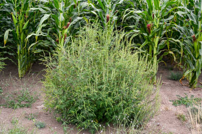 Ambrozija raste na polju. Ambrozija na livadi ljeti. Ambrosia psilostachya.