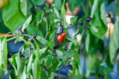 Male ljute papričice u saksiji. Urbano baštovanstvo i kućni uzgoj aromatičnog povrća.