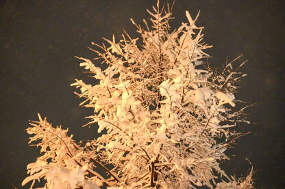 Grane drveća prekrivene snijegom na tamnoj pozadini. Zima u gradu.