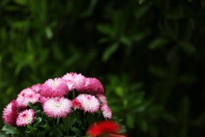 Roze belo cvece u levom uglu Roze belo cvece hrizantema u levom uglu, zeleni listovi u pozadini