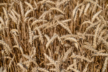 Polje pšenice. Zrelo zlatno klasje pšenice spremno za žetvu. Žitarice.