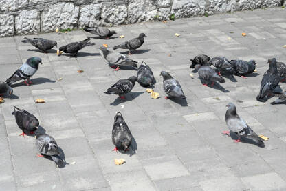 Golubovi na ulici Golubovi jedu hljeb na ulici. Divlje ptice.
