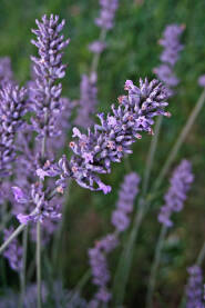 Lavanda u krupnom planu