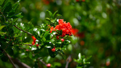 Cvijet nara na grmu. Cvjetanje šipka. Crveni cvijet nara.