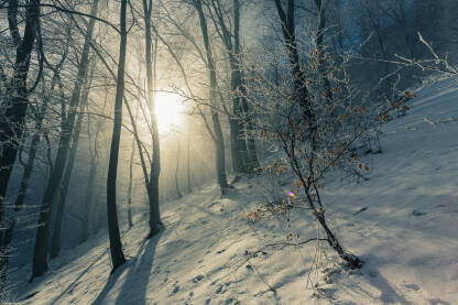 Malo stablo u snijegu u strani među visokim stablima