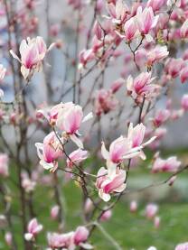 Magnolija Divne nježno roze boje latice magnolije.