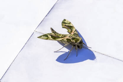 Oleandrov ljiljak (Daphinis nerii) leptir Oleandrov ljiljak (Daphinis nerii) impresivan je leptir iz porodice Sphingidae, a poznat je po svojim upečatljivim mozaičnim zeleno-smeđim šarama.