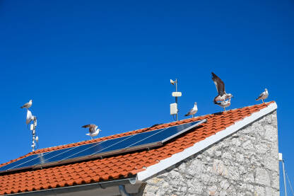 Solarni paneli i galebovi na krovu Galebovi na krovu kuće uz more.