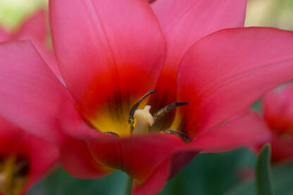 20170331-_DSC0031 Crveni tulipan makro
