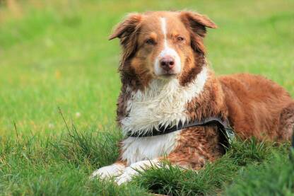 IMG_5988.JPG Australian Shepherd. Australski ovčar, portret psa u prirodi, pogled sprijeda.