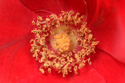 Makro crveni tulipan , s prašnicima
