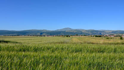 Livanjsko polje, Livno BiH. Livanjsko polje, Livno BiH. Polje okruženo planinama ljeti. Žitarice rastu u polju.