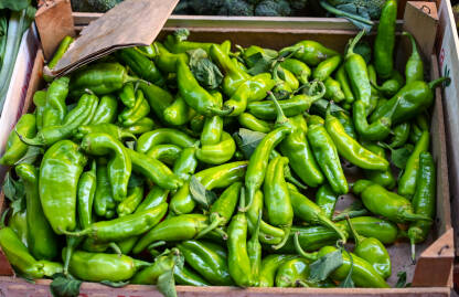 Svježi, zeleni feferoni Zeleni feferoni. Sirova čili zelena paprika za prodaju na pijaci.