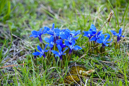 Proljetni Encijan Divlji cvijet Encijan (Gentiana verna) Cvijetovi su jarko plave boje. Ova vrsta je klasificirana kao SKORO UGROŽENA na Crvenom popisu vaskularnih biljaka iz 2016 .