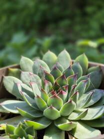 Rozeta čuvarkuće u saksiji na ljetnom suncu