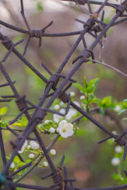 Blossoms in barbed wire vertical Behar u bodljikavoj žici - Vertikalno