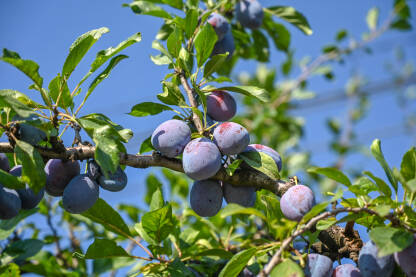 Šljive rastu na drvetu u voćnjaku. Zrele šljive spremne za berbu. Voćarstvo.