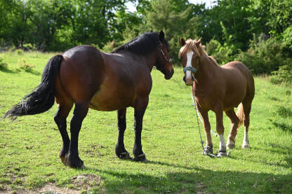 Dva konja na planini. Domaći konji vezani lancem. Konj i kobila na ispaši.