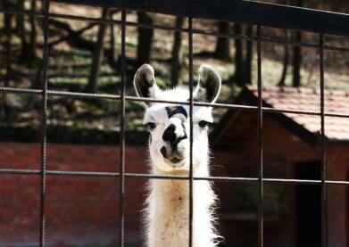 Glava lame iz zoo Glava bele lame kroz zice vidljiva kako gleda u kameru