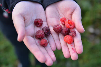 Maline, branje maline Jesenja malina, branje maline