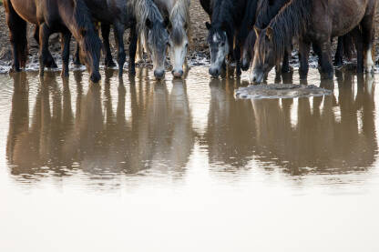 Divlji konji na planini Cincar u blizini Livna.