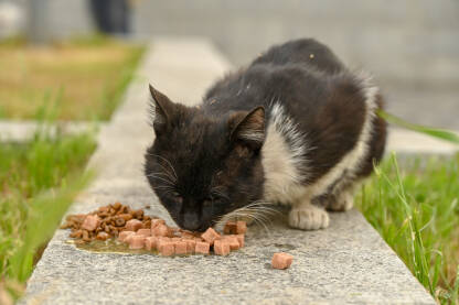 Crno bijela napuštena mačka jede hranu sa pločnika. Hranjenje napuštenih životinja.