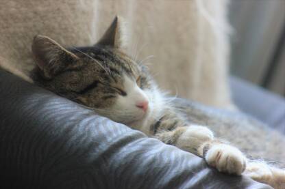 IMG_3733.JPG Domaća Tabby mačka opušteno spava. Krupni plan, poluprofil.