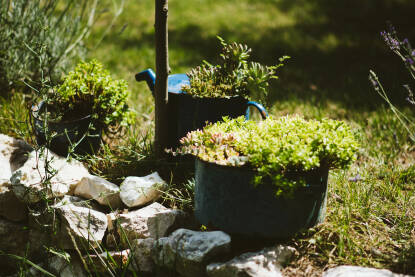 Vrtne biljke i lončanice