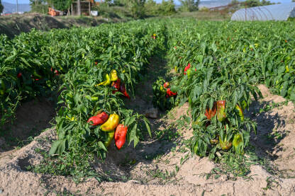 AK1_7270 Paprike rastu u redovima na njivi. Zelene i crvene paprika, krupni plan. Organsko i svježe povrće raste na navodnjavanom polju. Proizvodnja hrane. Poljoprivreda.