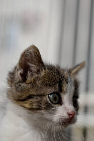 Domaći mačić, Domača Mačka, krupni plan, gleda u stranu