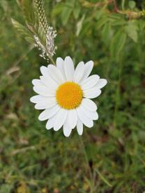 Divlja margareta Livadska Fatimica, tratinčica ili krasuljak.