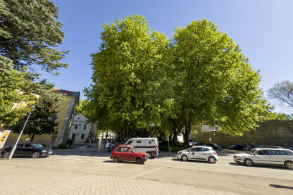 Centar Trebinja, platani Platani u centru Trebinja. Saobraćaj u centru grada, kolona vozila.