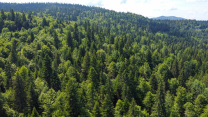 Šuma u proljeće, snimak dronom. Šuma u proljeće, snimak dronom. Planina Bjelašnica. Listopadna i zimzelena šuma. Drveće u prirodi.