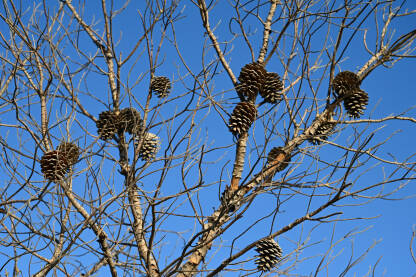 Šišarke na suhim granama bora. Osušeno drvo u šumi.