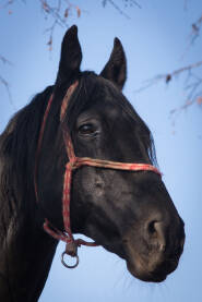portret životinje